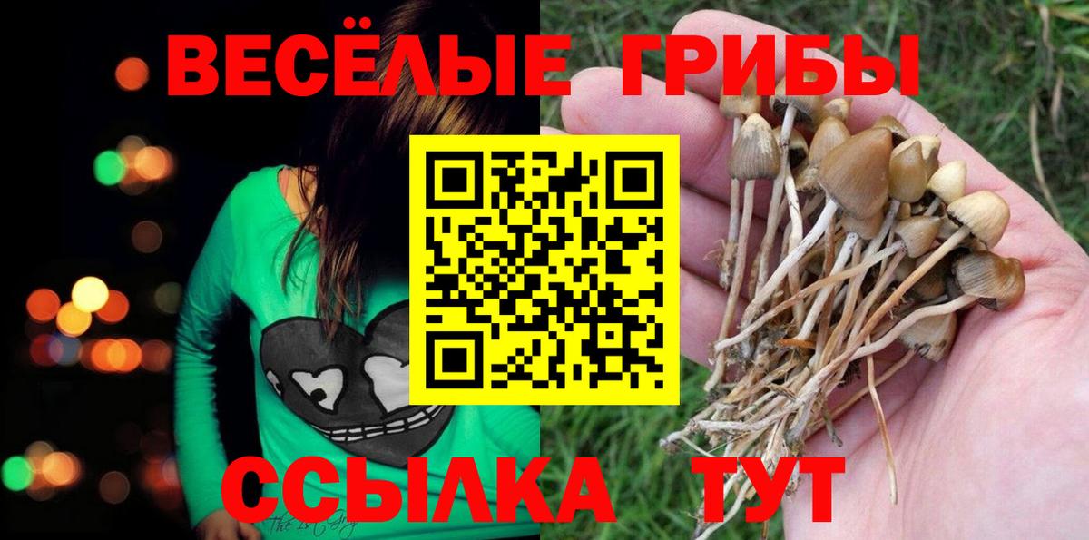 Псилоцибиновые грибы Psilocybine cubensis Ефремов
